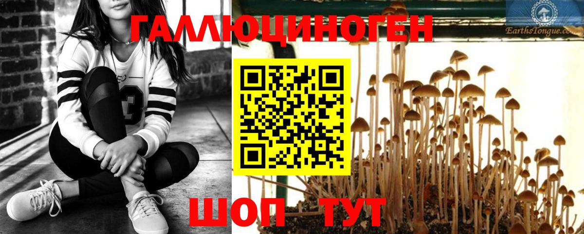 Псилоцибиновые грибы мицелий Ростов-на-Дону